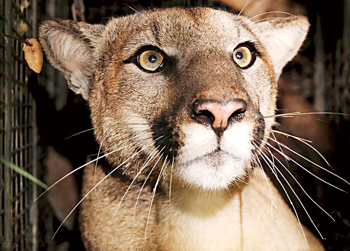 加州部分地區的山獅被列為受威脅物種。國家公園局/美聯社