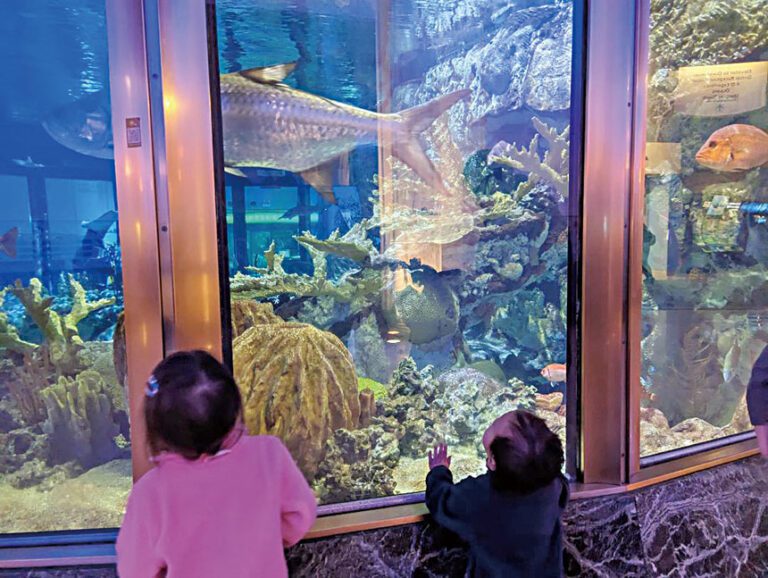 雪德水族館一直是兒童的至愛，觀看水生動物樂此不疲。