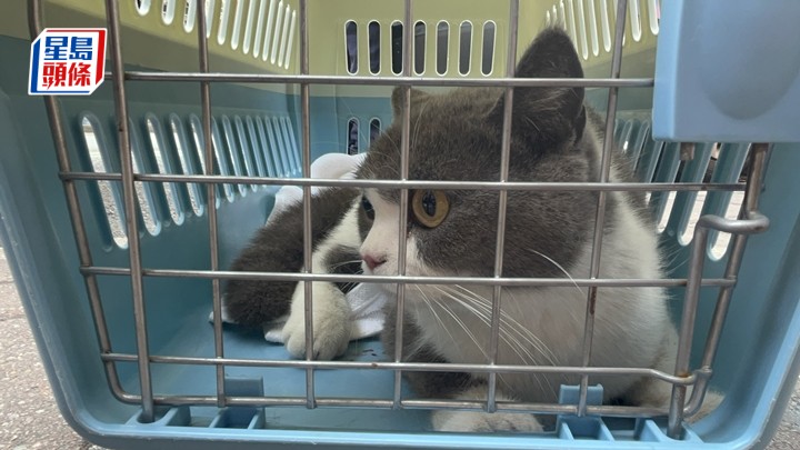 【驚險救援】旺角花園街「百厭貓」被困10樓外牆水渠 消防愛協聯手救貓