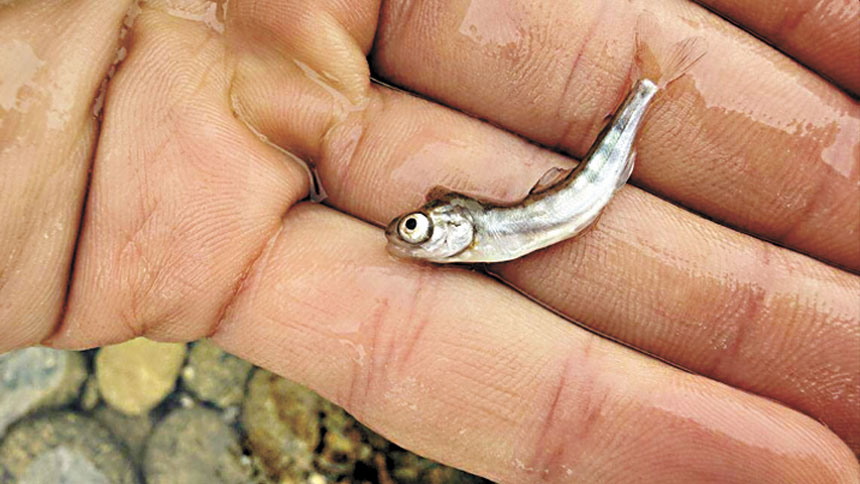 尤巴縣環保團體發現在發電廠水管爆裂意外發生後，尤巴河下游發現奇努克鮭魚幼魚死亡。South Yuba River Citizens League