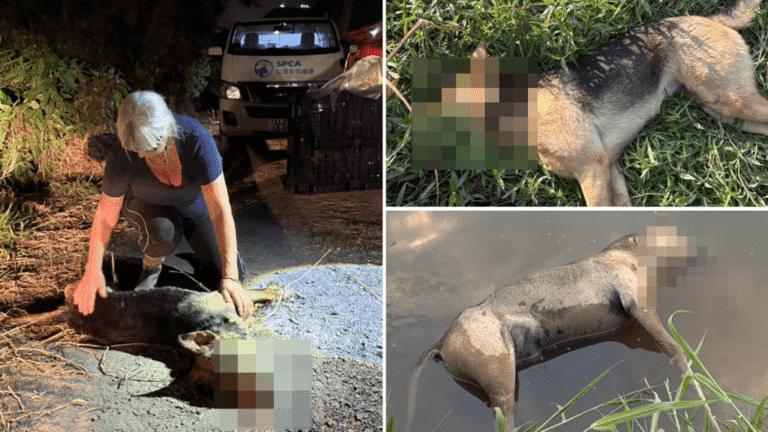 【令人髮指】落馬洲連環毒狗案！4日內4犬慘死 動保團體揭至少13狗遇害或失蹤