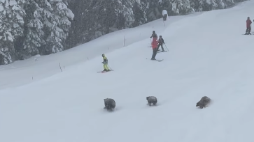 北星滑雪場驚現熊群 滑雪客急煞停