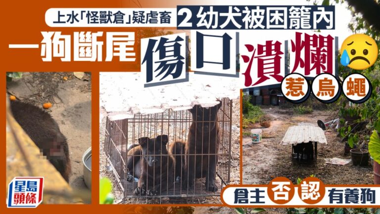 上水「怪獸倉」再揭虐狗！幼犬困籠斷尾生蛆 倉主失蹤議員報警