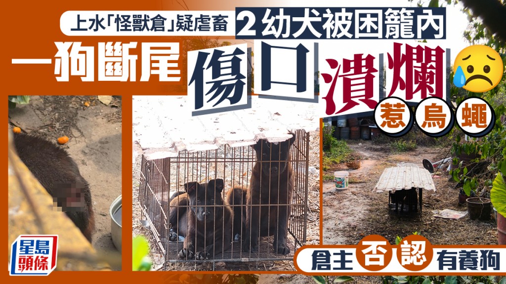 上水「怪獸倉」再揭虐狗！幼犬困籠斷尾生蛆 倉主失蹤議員報警