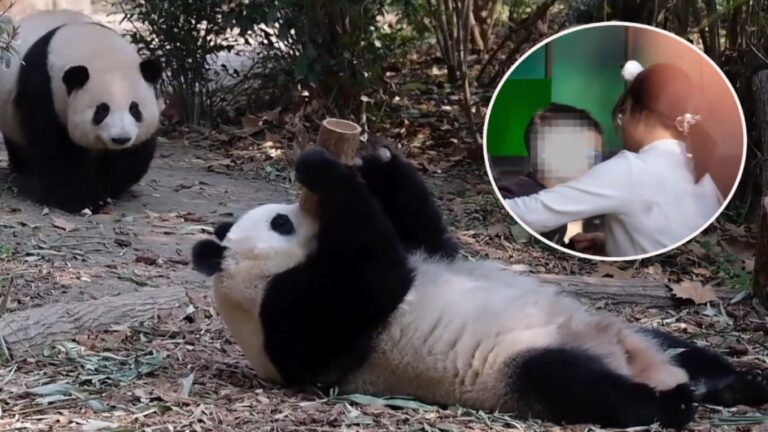 成都熊貓基地｜頑童掟螺絲帽入場館 大熊貓急撤 排隊數小時遊客超掃興