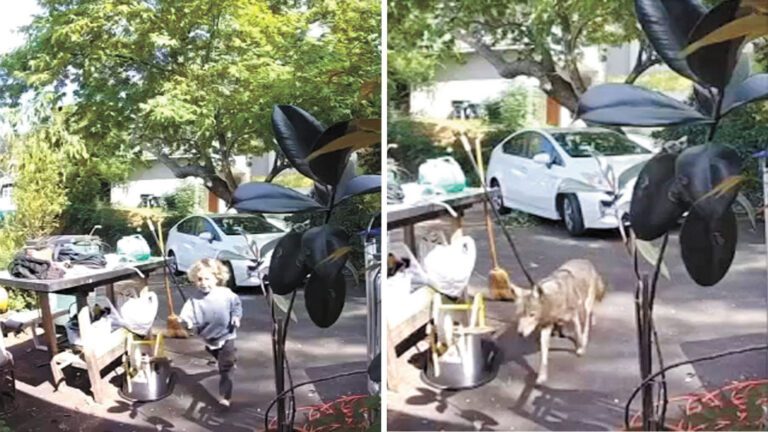 監視器捕捉到體型龐大的土狼追逐著三歲男童。abc 7