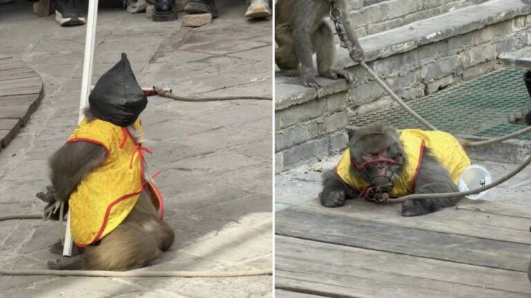 河北景區猴子表演被指虐待 涉事節目已停演並解約