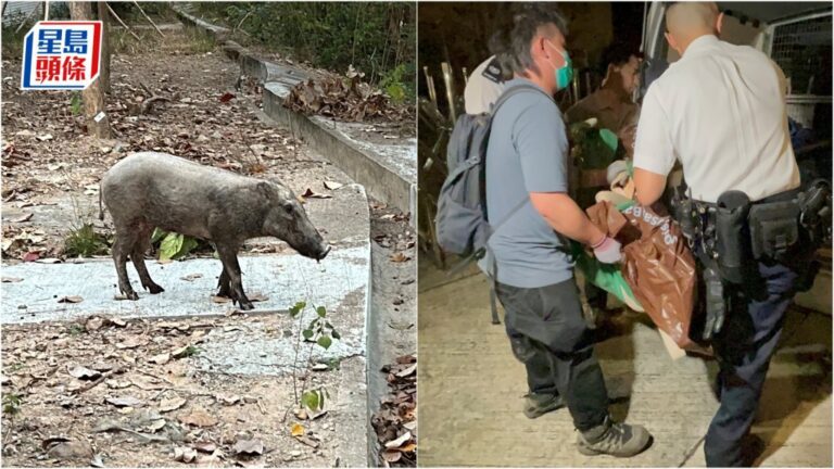 烏溪沙野豬傷及五人後遭人道處理 漁護署呼籲市民保持距離