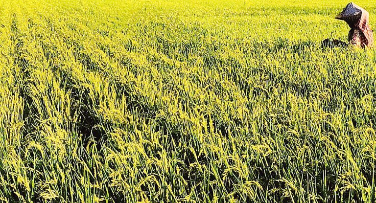 金虎牌香米新年新米季登場 以頂級米質迎接豐收好年