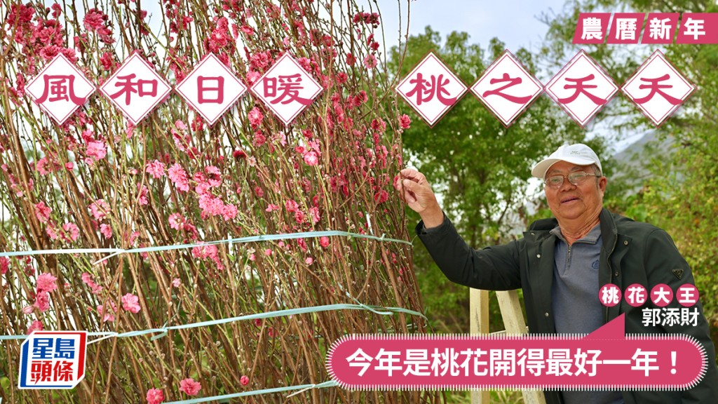【新春年花】天氣和暖桃花開得最靚!「桃花大王」:今年係開得最好嘅一年