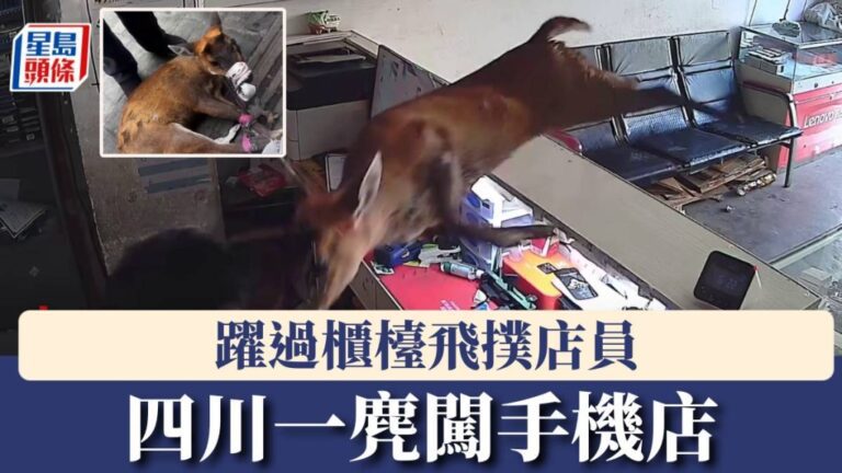 驚險一幕！四川手機店闖入「小鹿斑比」 飛躍櫃檯直撲店員｜有片
