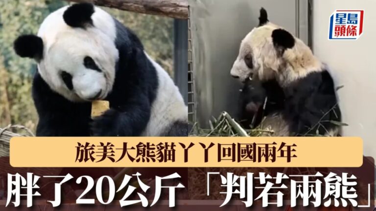 旅美大熊貓丫丫回國兩年胖20公斤！毛色烏黑發亮「判若兩熊」