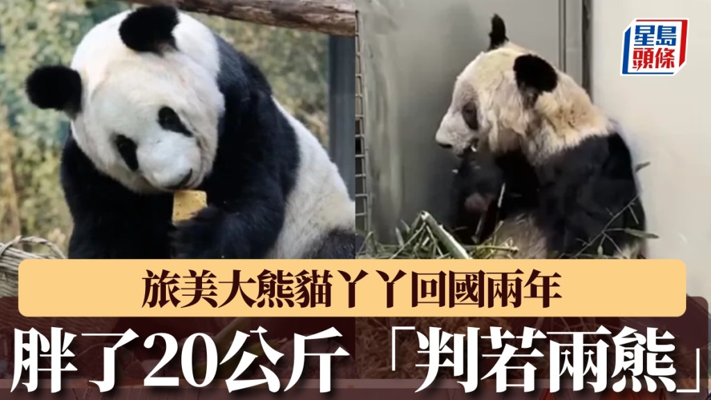 旅美大熊貓丫丫回國兩年胖20公斤！毛色烏黑發亮「判若兩熊」