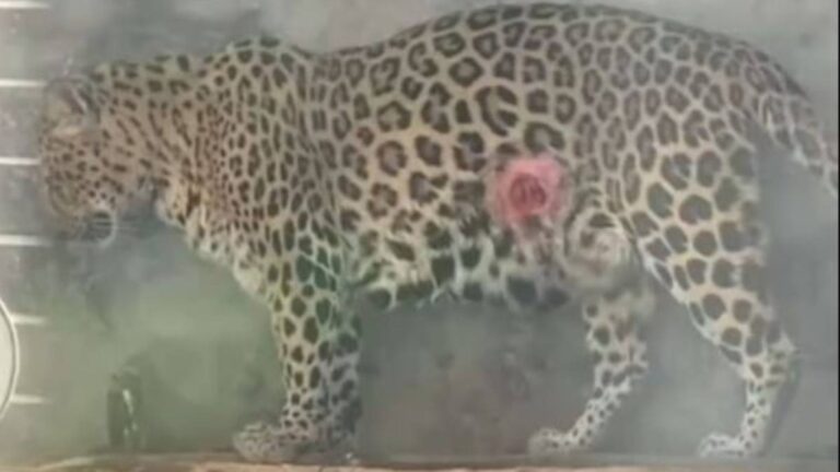 韶關動物園驚現血洞豹！元凶竟是牠自己的舌頭？園方緊急回應