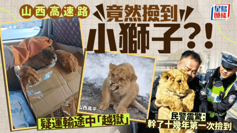 驚險！山西高速路邊驚現非洲獅幼崽 原來是運輸途中「越獄」