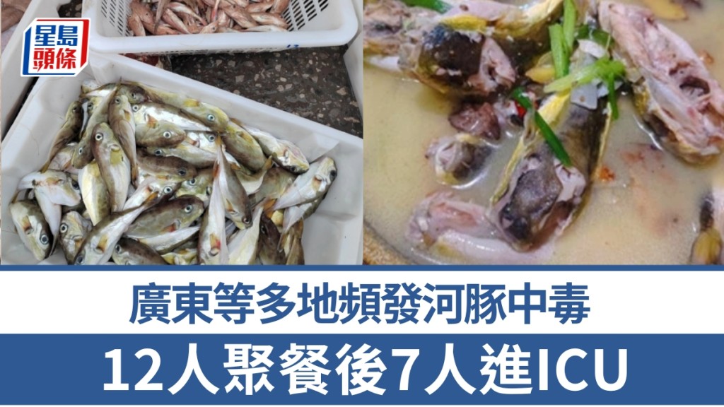 【河豚中毒】12人聚餐7人入ICU!廣東等多地接連爆中毒事件,野生河豚竟仍在市面販售