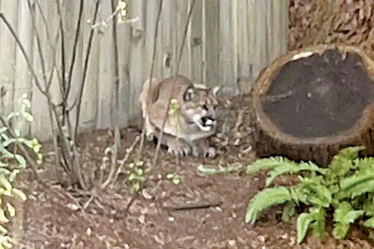 山獅出現在北灣索布斯多波。索布斯多波警察局