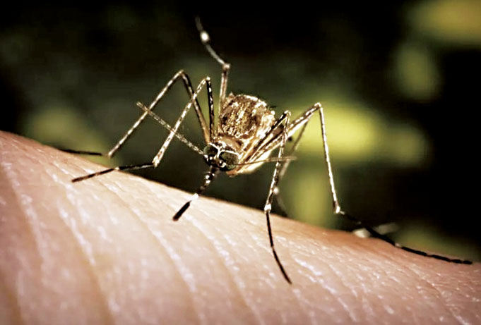 庫蚊（Culex tarsalis）停留在人體皮膚上的近拍照。聯邦疾控中心