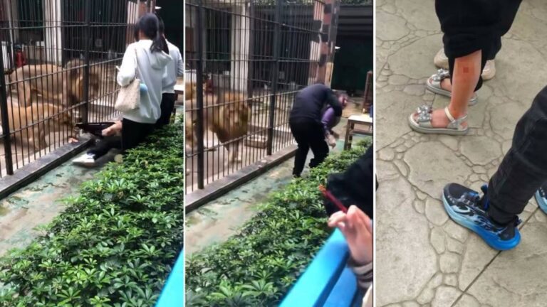 汕頭中山公園動物園發生獅隻襲擊女童事件 園方承認管理疏失並停業整頓
