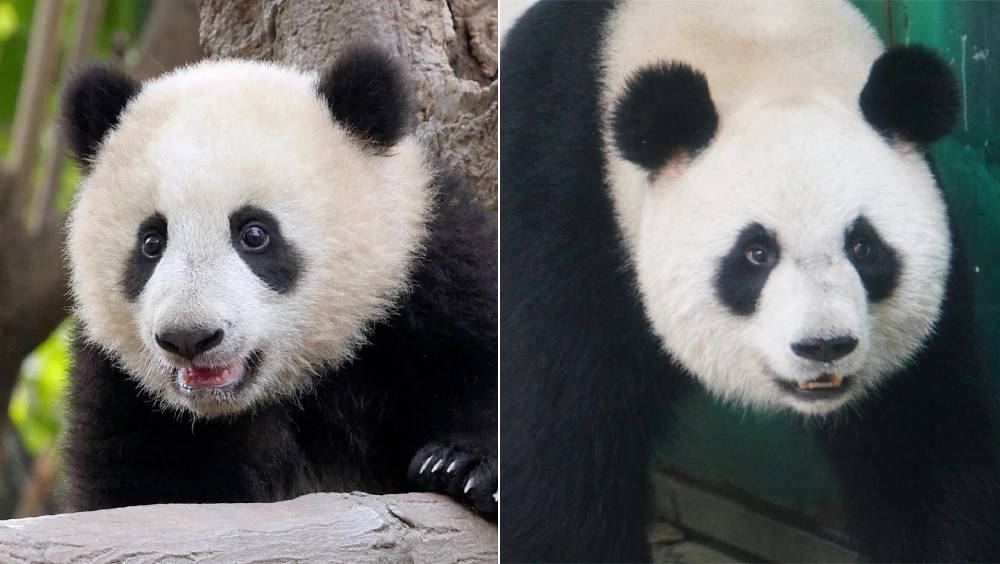 杭州兩動物園大熊貓「半半」及「香果」相繼病逝 園方閉館受查