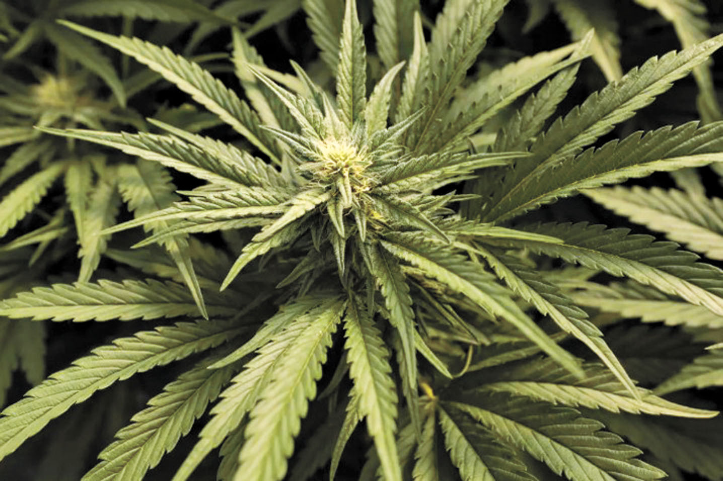 洛杉磯市合法大麻企業拖欠巨額稅金和費用，圖為大麻植株。洛杉磯時報