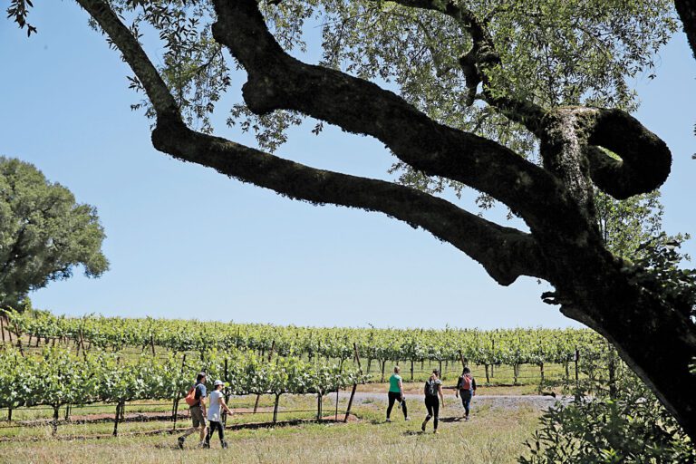 加州葡萄酒產業當前正陷入困境。美聯社資料圖片