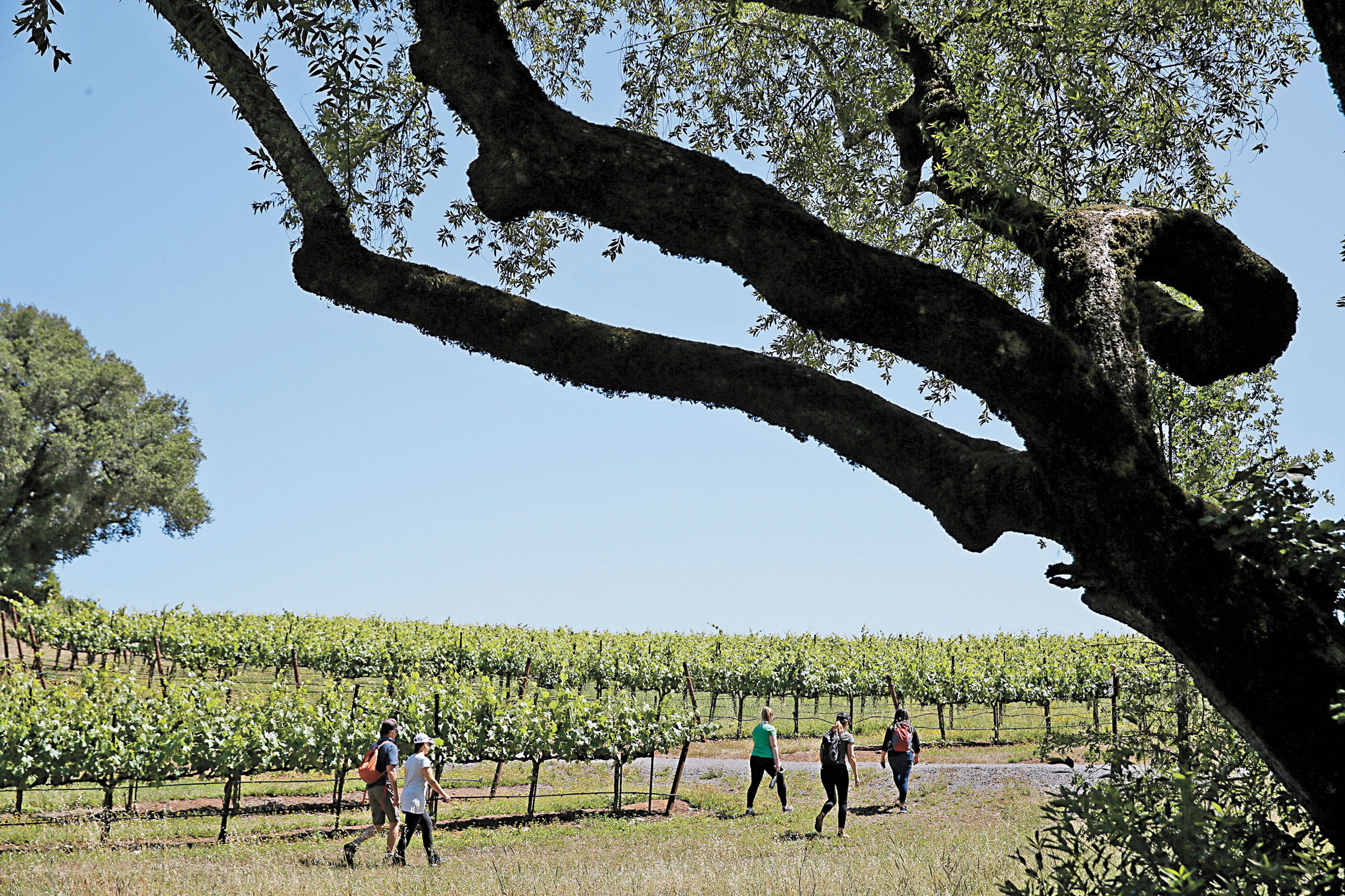 加州葡萄酒產業當前正陷入困境。美聯社資料圖片