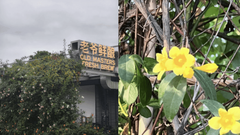 深圳香蜜公園發現劇毒植物 當局連夜清理並展開排查