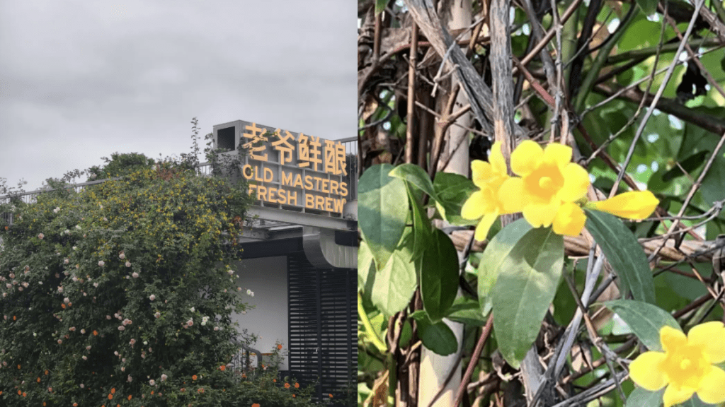 深圳香蜜公園發現劇毒植物 當局連夜清理並展開排查