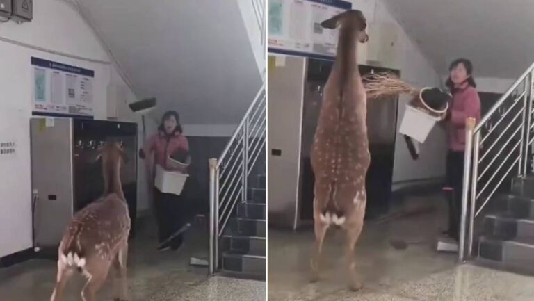 四川高校梅花鹿闖入女生宿舍 與宿管員意外對峙