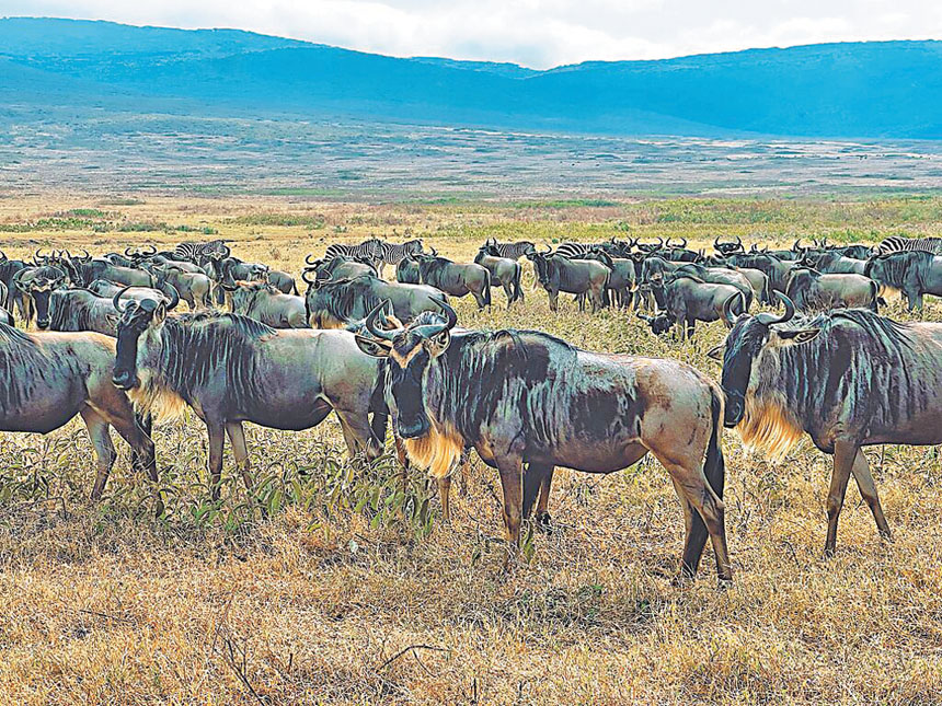 尹嘉萱親眼見到動物大遷徙，感受自然奇觀。網上圖片