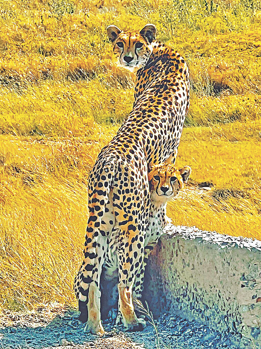 尹嘉萱在非洲看到獵豹。網上圖片