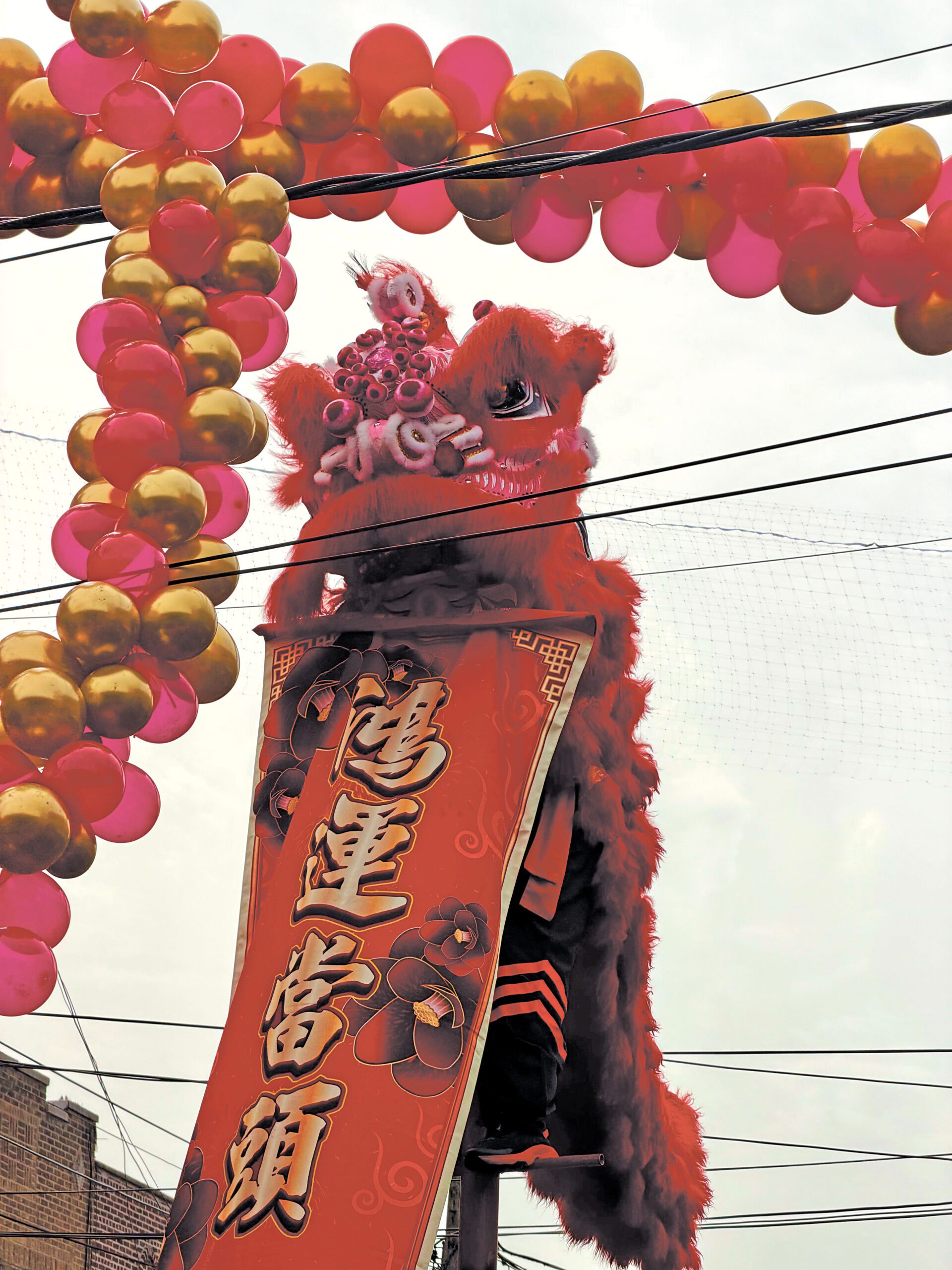 布碌崙華人協會8日舉辦醒獅登高表演。 布碌崙華人協會提供