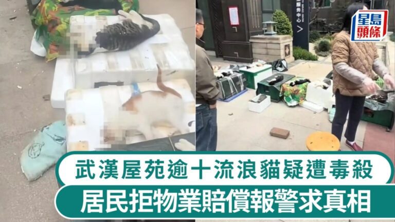 武漢住宅區逾十隻流浪貓離奇死亡 警方介入調查死因
