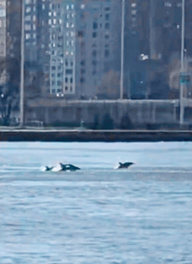 約12隻短吻真海豚在蘭德爾島附近海域出現。 Randalls Island Park圖片