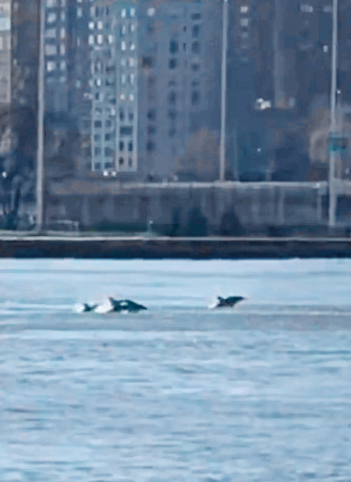 約12隻短吻真海豚在蘭德爾島附近海域出現。 Randalls Island Park圖片