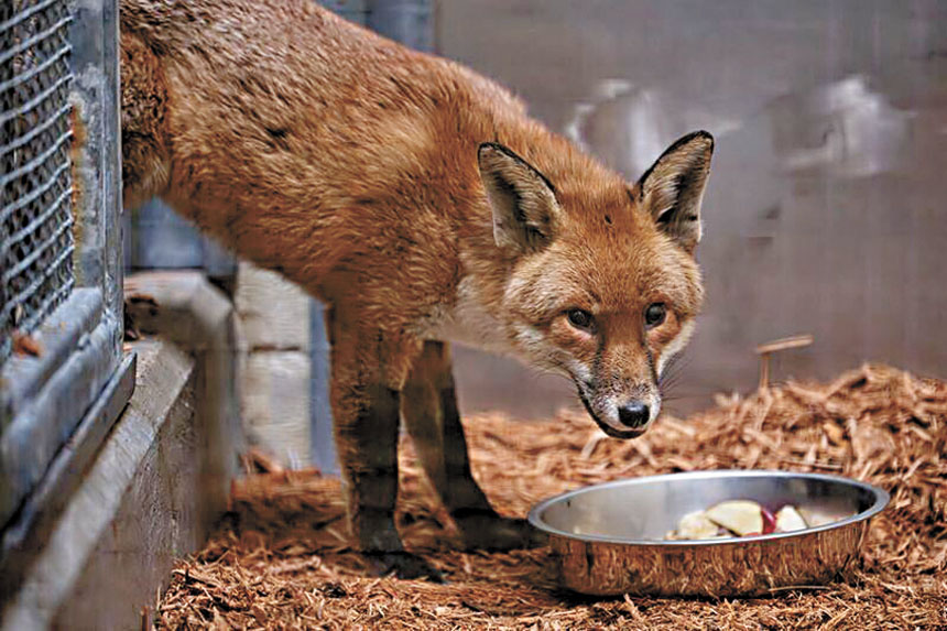 紅狐目前正接受布朗士動物園專業照護。 美聯社