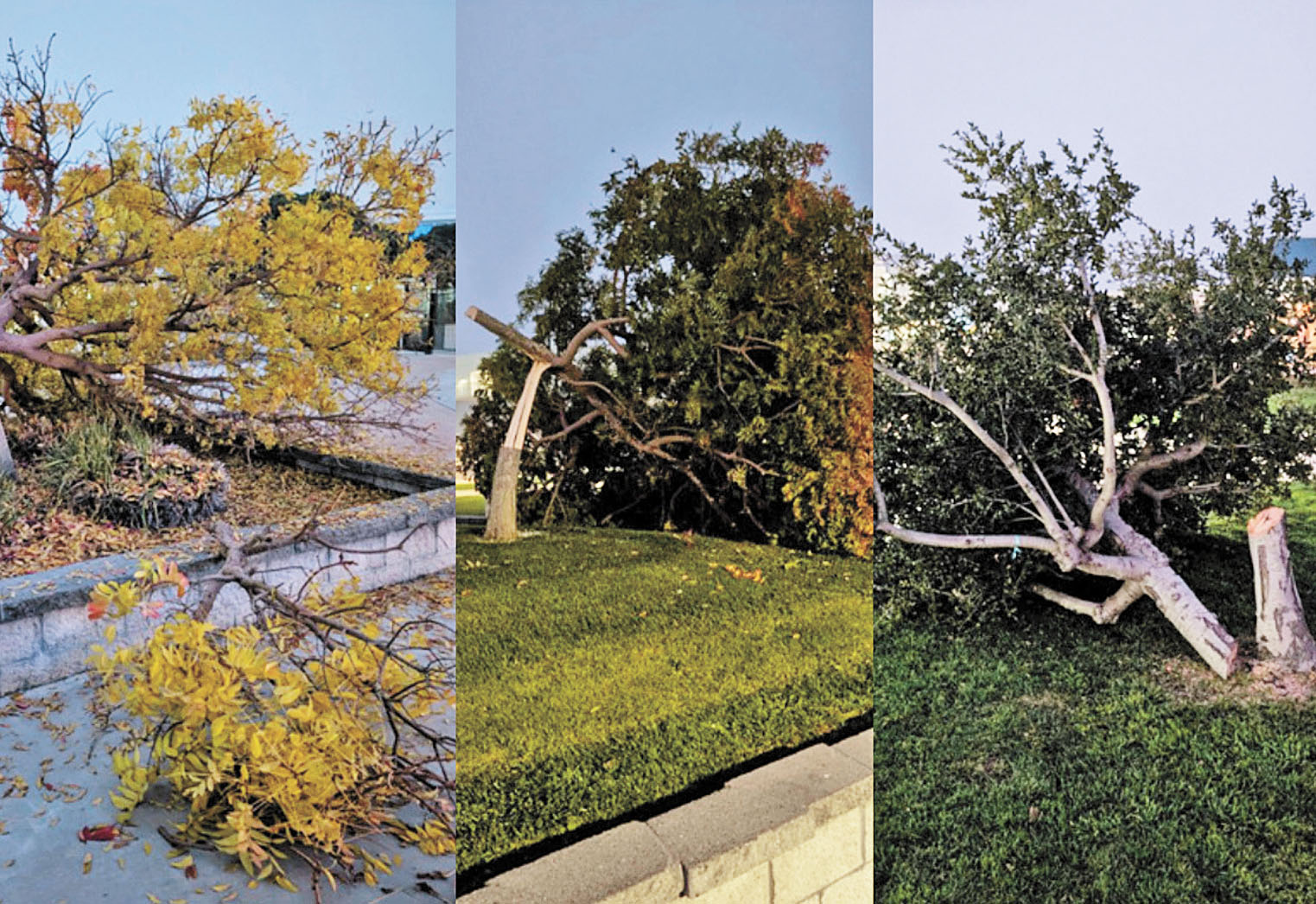 都柏林高中校園樹木被砍。都柏林聯合校區