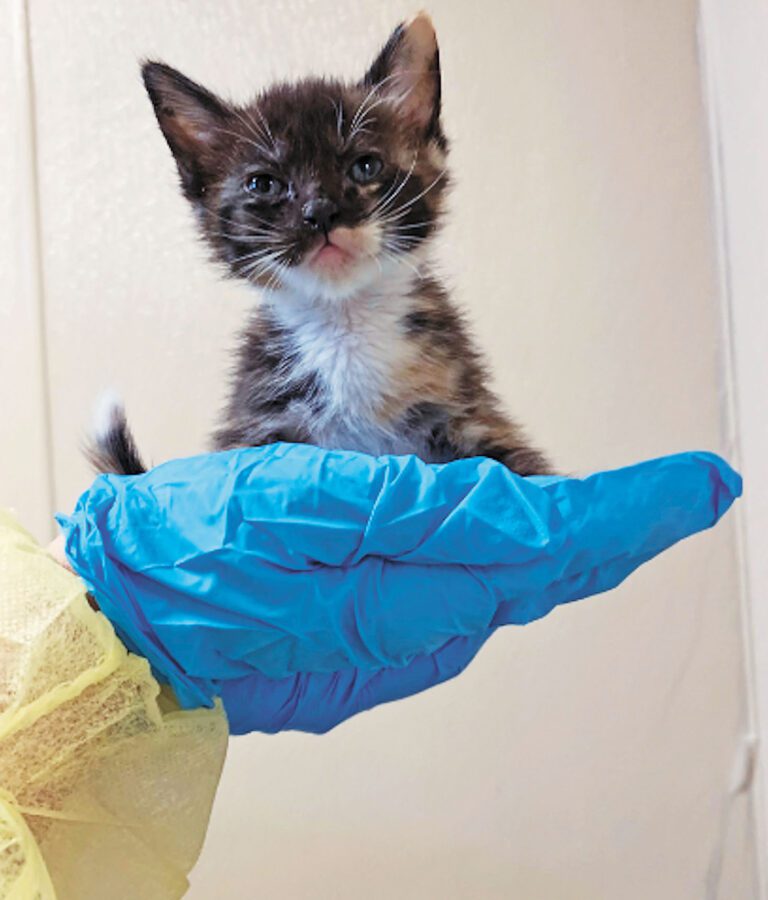 聖荷西動物照護中心醫護人員照顧收容的小貓。聖荷西市公共工程部提供