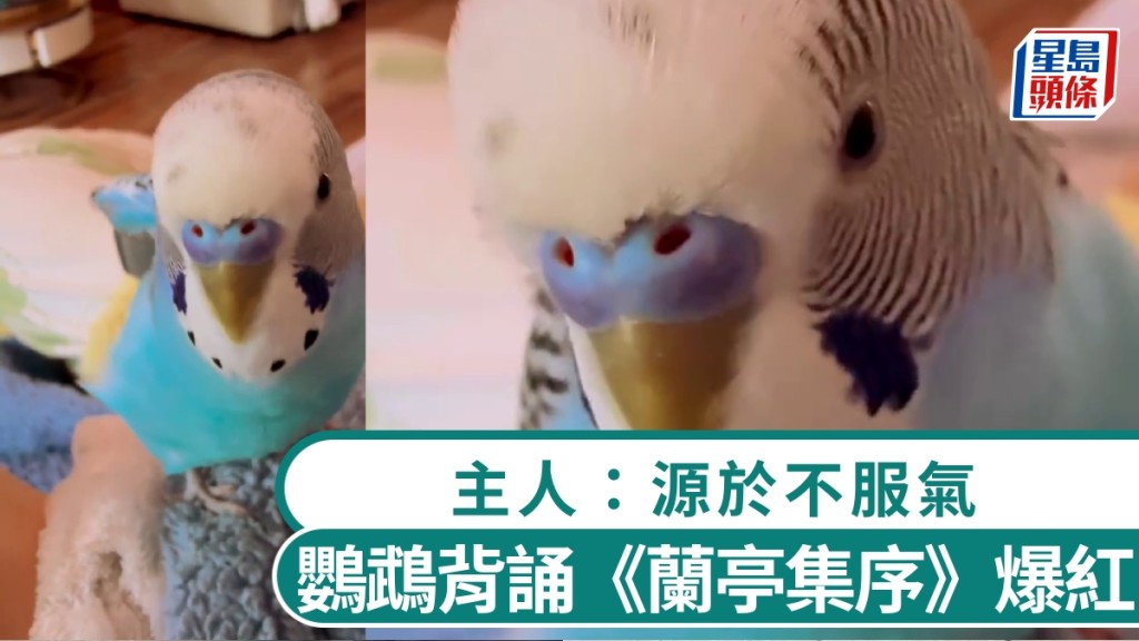 虎皮鸚鵡背誦《蘭亭集序》成網絡熱話 飼主分享訓練秘訣