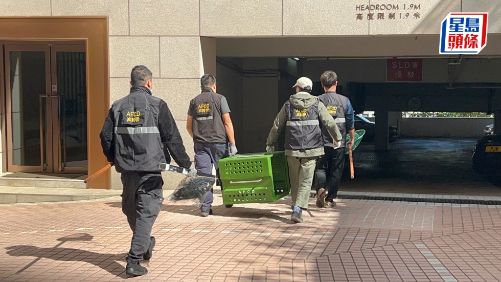 果子狸受困半山住宅冷氣機頂 消防漁護到場後自行脫險