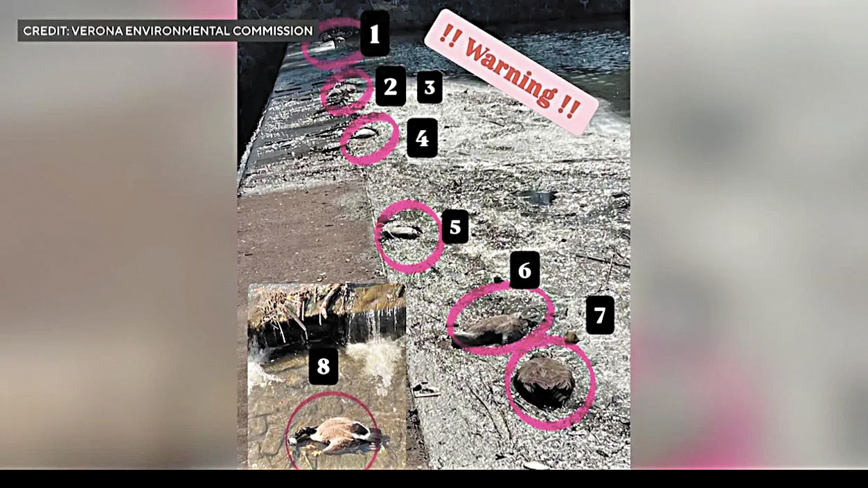 艾塞克斯縣的維羅納公園近日發現多隻鵝屍。維羅納環保局圖片