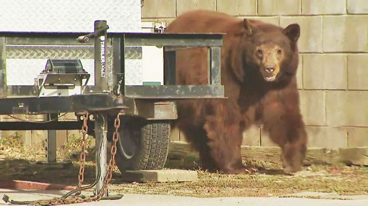 蒙羅維亞一頭黑熊在居民區遊蕩，闖入KTLA電視台記者直播現場。KTLA