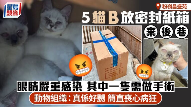 粉嶺昌盛苑後巷發現五隻患病幼貓 被置於密封紙箱內
