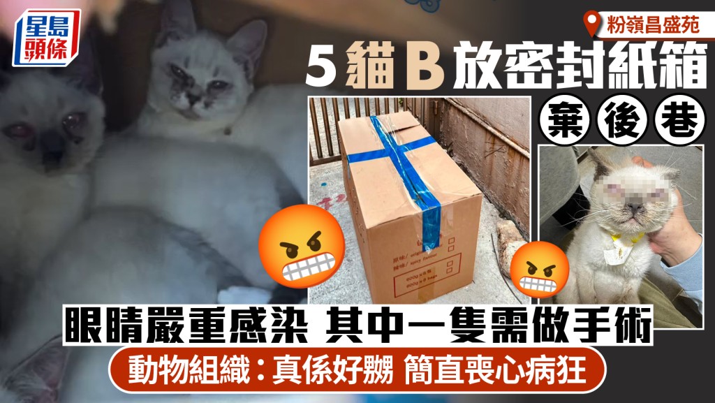 粉嶺昌盛苑後巷發現五隻患病幼貓 被置於密封紙箱內