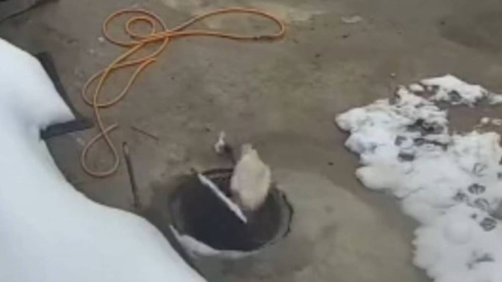 甘肅大鵝失蹤之謎 閉路電視揭井蓋意外