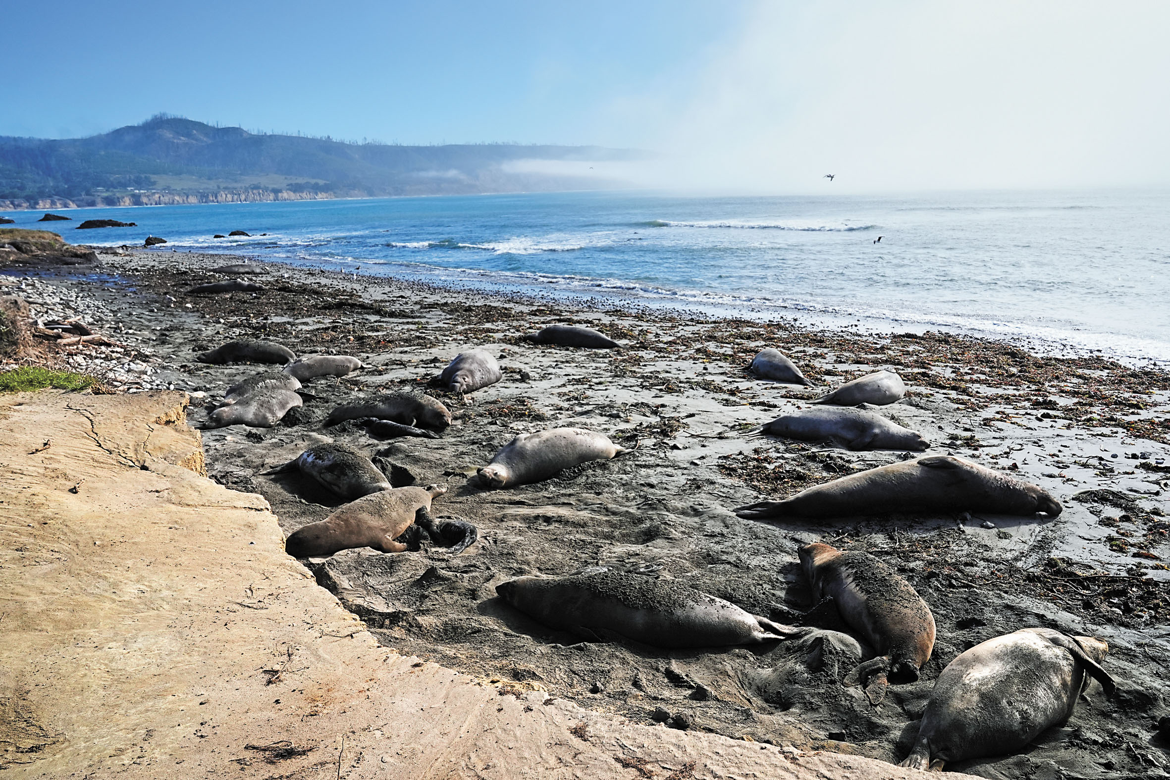 新年州立公園的象海豹。美聯社資料圖