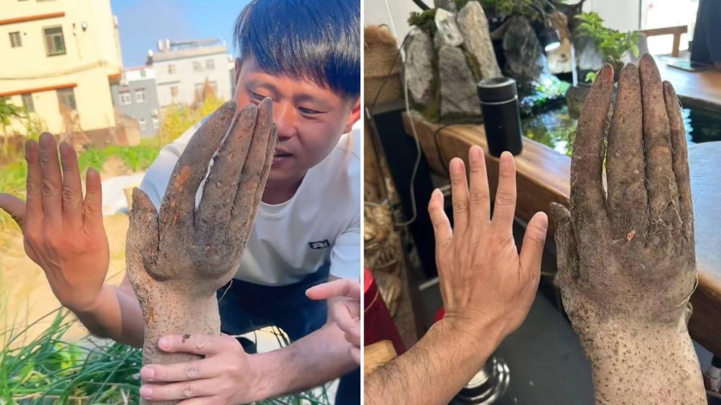 廣東揭陽老人菜園挖出「手掌淮山」 有人出價8000元收購遭拒