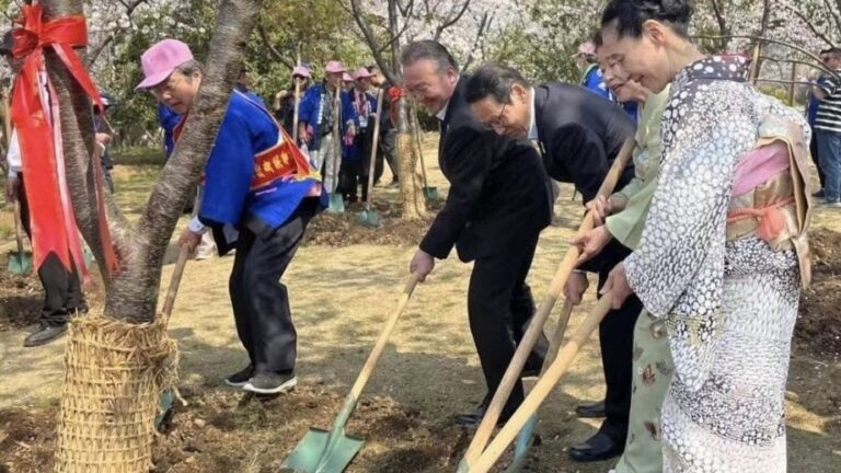 無錫櫻花友好植樹活動下周舉行 日方代表未獲邀請