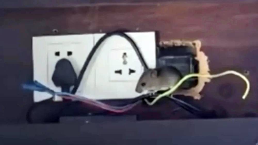 海南五星級酒店客房驚現老鼠 住客不滿賠償方案